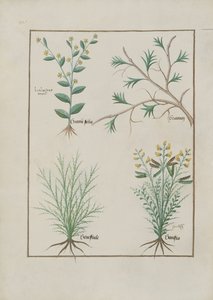 Illustration from the Book of Simple Medicines by Mattheaus Platearius by Robinet Testard